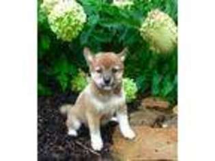 Shiba Inu Puppy for sale in Christiana, PA, USA