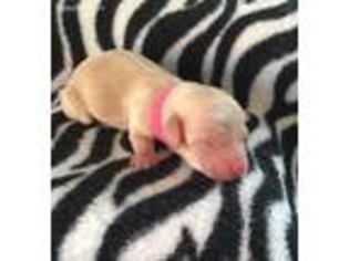 Dachshund Puppy for sale in Somerset, PA, USA