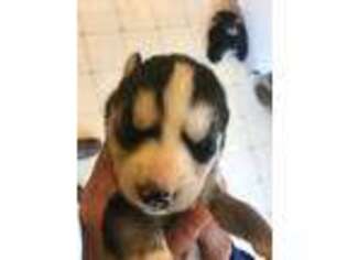 Siberian Husky Puppy for sale in Whitelaw, WI, USA