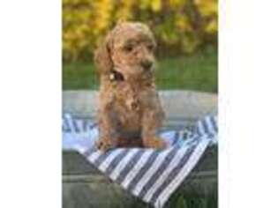 Labradoodle Puppy for sale in Mohnton, PA, USA