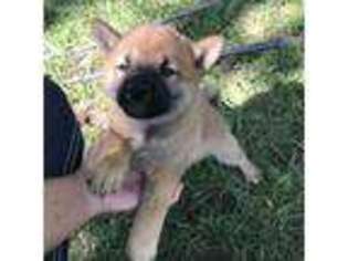 Shiba Inu Puppy for sale in Versailles, MO, USA