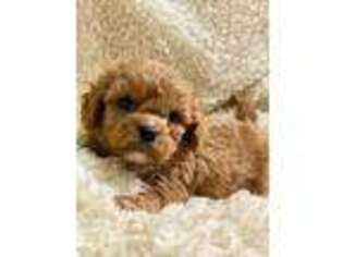 Cavapoo Puppy for sale in Sioux Falls, SD, USA