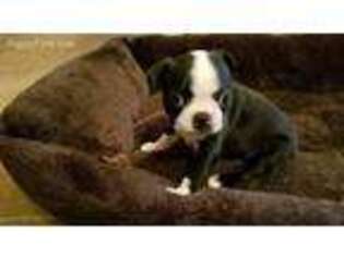 Boston Terrier Puppy for sale in Lee, IL, USA