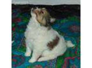 Shetland Sheepdog Puppy for sale in Capon Bridge, WV, USA