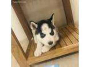 Siberian Husky Puppy for sale in Ardsley, NY, USA