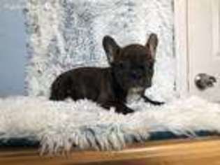 French Bulldog Puppy for sale in Cherry Hill, NJ, USA