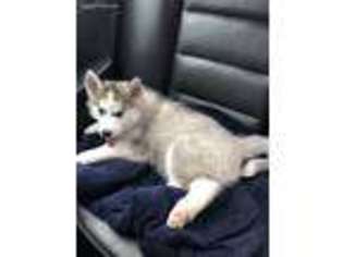 Siberian Husky Puppy for sale in Oregon, OH, USA