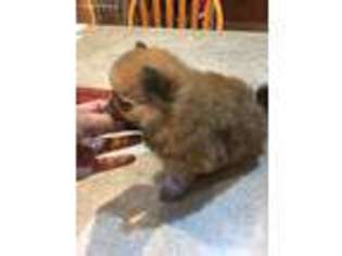 Pomeranian Puppy for sale in Sanford, FL, USA