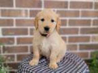Golden Retriever Puppy for sale in Union Grove, NC, USA