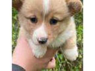 Pembroke Welsh Corgi Puppy for sale in Stanwood, WA, USA