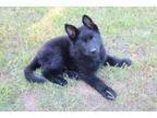 German Shepherd Dog Puppy for sale in Noble, OK, USA