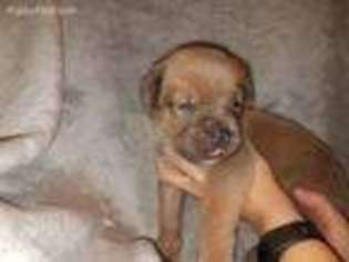 Cane Corso Puppy for sale in Monmouth, IL, USA