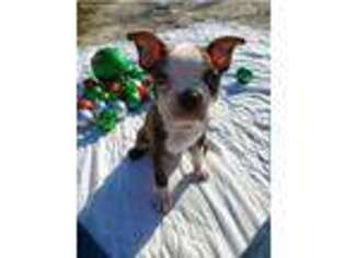 Boston Terrier Puppy for sale in Tampa, FL, USA