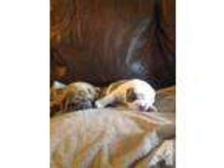 Olde English Bulldogge Puppy for sale in HUNTINGDON, PA, USA