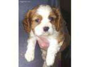 Cavalier King Charles Spaniel Puppy for sale in Roberts, WI, USA
