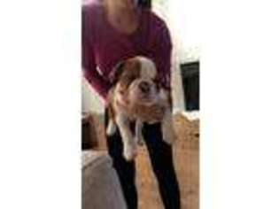 Bulldog Puppy for sale in Revere, MA, USA