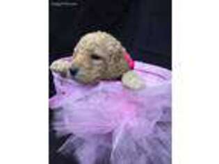 Mutt Puppy for sale in Lexington, AL, USA