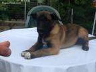 Belgian Malinois Puppy for sale in Pittsburgh, PA, USA