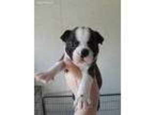 Boston Terrier Puppy for sale in Salvisa, KY, USA