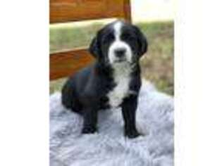 Mutt Puppy for sale in Waverly, WV, USA