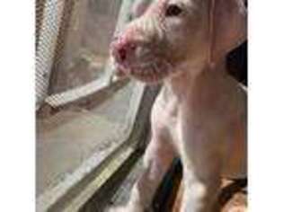 Great Dane Puppy for sale in Stockton, CA, USA