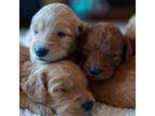 Goldendoodle Puppy for sale in Riverton, UT, USA