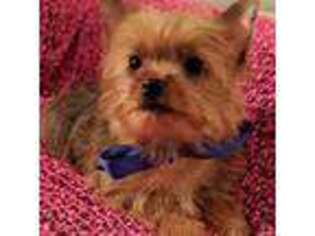 Yorkshire Terrier Puppy for sale in Pembroke Pines, FL, USA