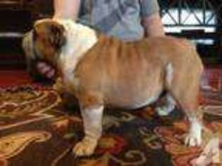Bulldog Puppy for sale in EVERETT, WA, USA