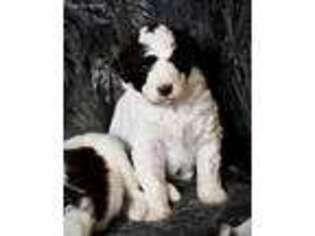 Mutt Puppy for sale in Ada, OH, USA