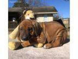 Rhodesian Ridgeback Puppy for sale in Conroe, TX, USA
