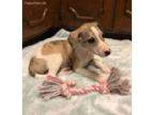 Whippet Puppy for sale in Longview, TX, USA