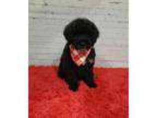 Portuguese Water Dog Puppy for sale in Jasonville, IN, USA
