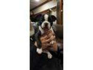 Boston Terrier Puppy for sale in Loveland, CO, USA