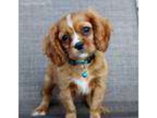Cavalier King Charles Spaniel Puppy for sale in Elk City, KS, USA