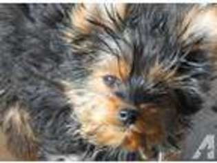 Yorkshire Terrier Puppy for sale in PENROSE, CO, USA