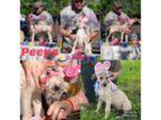 Great Dane Puppy for sale in Manvel, TX, USA