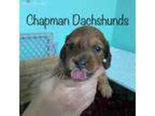 Dachshund Puppy for sale in Clovis, CA, USA