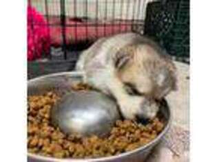 Chow Chow Puppy for sale in Fort Huachuca, AZ, USA