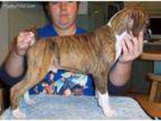 Boxer Puppy for sale in Morrison, IL, USA