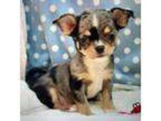 Chihuahua Puppy for sale in Sheboygan, WI, USA