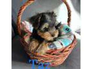 Yorkshire Terrier Puppy for sale in Duncan, AZ, USA