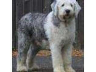 Old English Sheepdog Puppy for sale in Portland, OR, USA