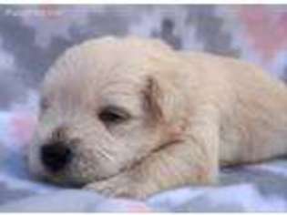 Mutt Puppy for sale in Chase City, VA, USA
