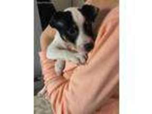 Jack Russell Terrier Puppy for sale in Sparta, NC, USA