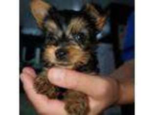 Yorkshire Terrier Puppy for sale in Delta, PA, USA