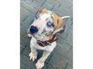 Great Dane Puppy for sale in Burnettsville, IN, USA