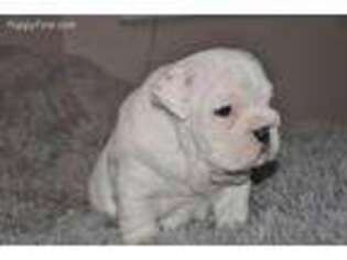 Bulldog Puppy for sale in Dublin, VA, USA
