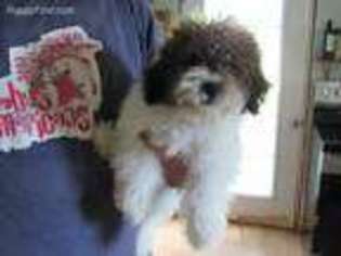 Shih-Poo Puppy for sale in Wooster, OH, USA