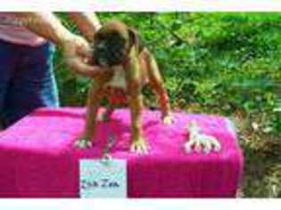 Boxer Puppy for sale in Java, VA, USA