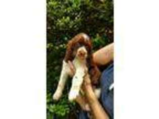 English Springer Spaniel Puppy for sale in Tennille, GA, USA